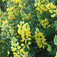 Évelő csillagfürt (<i>Lupinus sp.</i>)