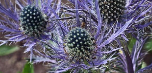 Alpesi iringó (<i>Eryngium alpinum</i>)