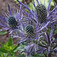 Alpesi iringó (<i>Eryngium alpinum</i>)