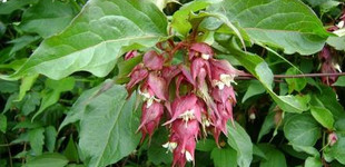 Himalájai dudváslonc (<i>Leycesteria formosa</i> 'Purple Red')