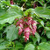 Himalájai dudváslonc (<i>Leycesteria formosa</i> 'Purple Red')