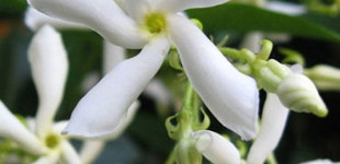 Csillagjázmin (<i>Trachelospermum jasminoides</i>)