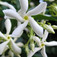 Csillagjázmin (<i>Trachelospermum jasminoides</i>)