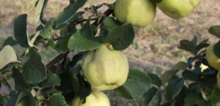 Birs (<i>Cydonia oblonga</i> 'Konstantinápolyi birs')