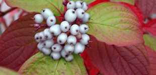 Fehértarka levelű som  (<i>Cornus alba</i> 'Sibirica')