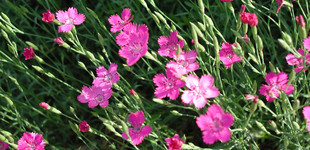 Párnás szegfű (<i>Dianthus</i>)