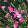 Párnás szegfű (<i>Dianthus</i>)