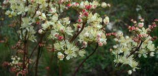 Koloncos legyezőfű (<i>Filipendula vulgaris</i>)