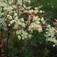 Koloncos legyezőfű (<i>Filipendula vulgaris</i>)