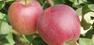 'Summerred' alma (<i>Malus domestica</i> ''Summerred'')