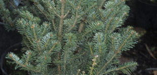 Oszlopos jegenyefenyő (<i>Abies alba</i> 'Pyramidalis')