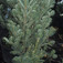 Oszlopos jegenyefenyő (<i>Abies alba</i> 'Pyramidalis')