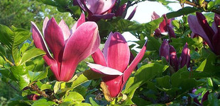 Bíborvörös liliomfa (<i>Magnolia liliflora</i> 'Nigra')