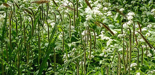 Lecsüngő sás (<i>Carex pendula</i>)