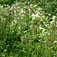 Lecsüngő sás (<i>Carex pendula</i>)