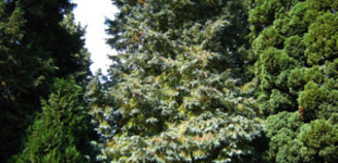 Oregoni hamisciprus (<i>Chamaecyparis lawsoniana</i>)