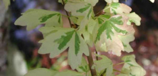 Mezei juhar (<i>Acer campestre</i> 'Carnival')
