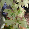 Mezei juhar (<i>Acer campestre</i> 'Carnival')