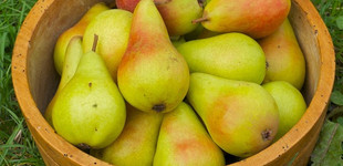 Giffard vajkörte (<i>Pyrus communis</i> ''Beurre Giffard'')