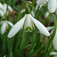 Hóvirág (<i>Galanthus nivalis</i>)