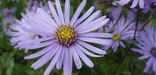 Csillagőszirózsa (<i>Aster amellus </i>)