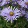Csillagőszirózsa (<i>Aster amellus </i>)