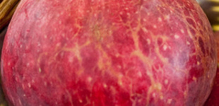 'Sándor cár' alma (<i>Malus domestica</i> ''Alexander', 'Aporta'')