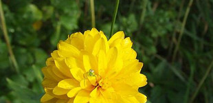 Érdes napszemvirág (<i>Heliopsis scabra</i>)