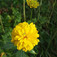 Érdes napszemvirág (<i>Heliopsis scabra</i>)