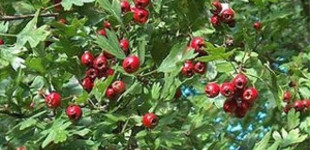 Szárnyalt levelű galagonya (<i>Crataegus pinnatifida</i>)