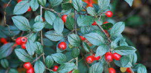 Madárbirs (<i>Cotoneaster hybrid</i> 'Bella')