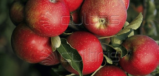 'Staymared' alma (Nk. 573, Nk. 580) (<i>Malus domestica</i> ''Staymared'')