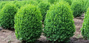 Szegélypuszpáng (<i>Buxus sempervirens</i> 'Suffruticosa')