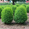 Szegélypuszpáng (<i>Buxus sempervirens</i> 'Suffruticosa')
