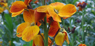 Sárga viola (<i>Cheiranthus cheiri</i>)