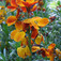 Sárga viola (<i>Cheiranthus cheiri</i>)