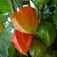 Földicseresznye (<i>Physalis franchetii</i>)