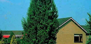 Egybibés galagonya (<i>Crataegus monogyna</i> 'Stricta')