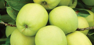 'Golden Spur' alma (<i>Malus domestica</i> ''Golden Spur'')