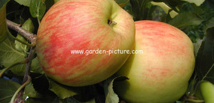 'Delcorf' alma ('Estivale', 'Delborestivale') (<i>Malus domestica</i> ''Delcorf', 'Estivale', Delborestivale'')