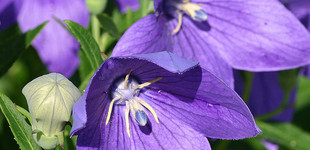 Óriás harangvirág (<i>Platycodon grandiflora</i>)