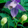 Havasi harangláb (<i>Aquilegia alpina</i>)