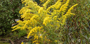 Aranyvessző (<i>Solidago x hybrida</i>)