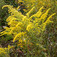 Aranyvessző (<i>Solidago x hybrida</i>)