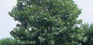 Juharlevelű platán (<i>Platanus x acerifolia</i> ''Malburg'')