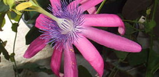 Golgotavirág (<i>Passiflora sp.</i>)