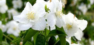 Jezsámen (<i>Philadelphus virginalis</i> 'Schneesturm')