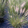 Kínai tollborzfű (<i>Pennisetum compressum</i>)