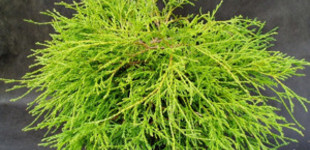 Aranyszínű szavára hamisciprus (<i>Chamaecyparis pisifera</i> 'Sungold')
