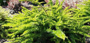 Japán borbolya (<i>Berberis thunbergii</i> 'Green Carpet')